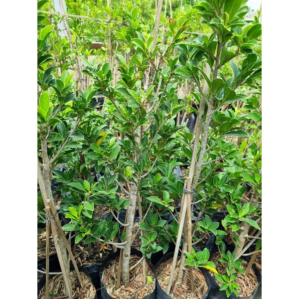 (FreeOngkir) Bahan Bonsai Ficus Elegan Termurah Terlaris
