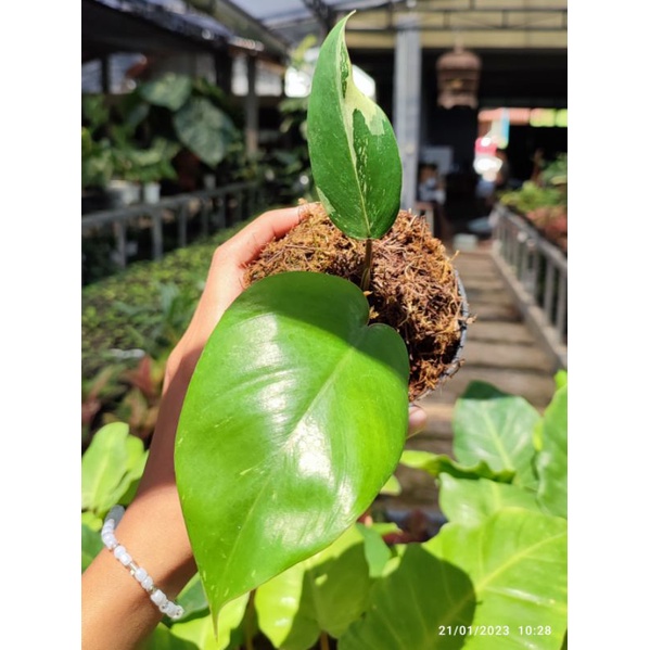 Philodendron Jungle Fever