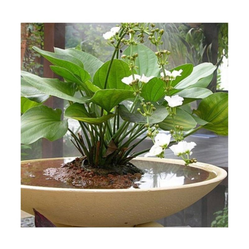 Melati air / Tanaman Hias Melati / Hias Melati air / Bunga Melati Air