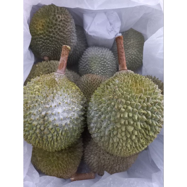 

Durian D13 Golden Bun Nitro