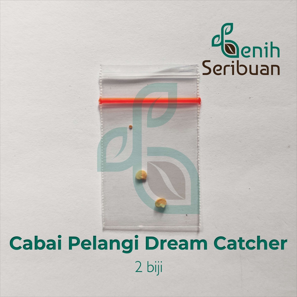 Benih Seribuan - 2 Bibit Cabe Pelangi Dream Cacther Rainbow Unggul