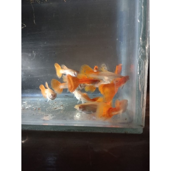 pair guppy afr