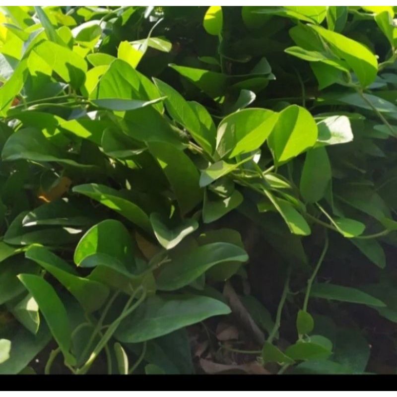 

20 daun cuing/ daun cuing fresh