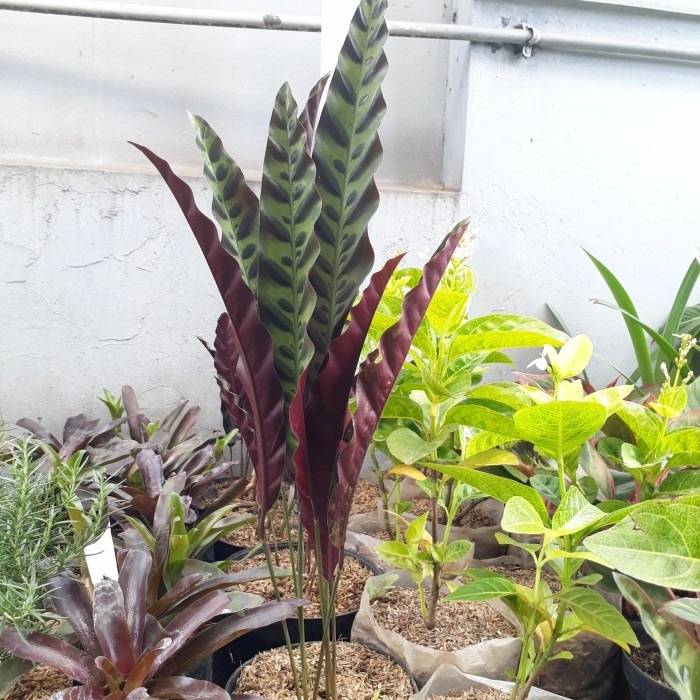 Chalatea Ekor ayam,Tanaman hias indoor,marantah ekor ayam, unik, bagus