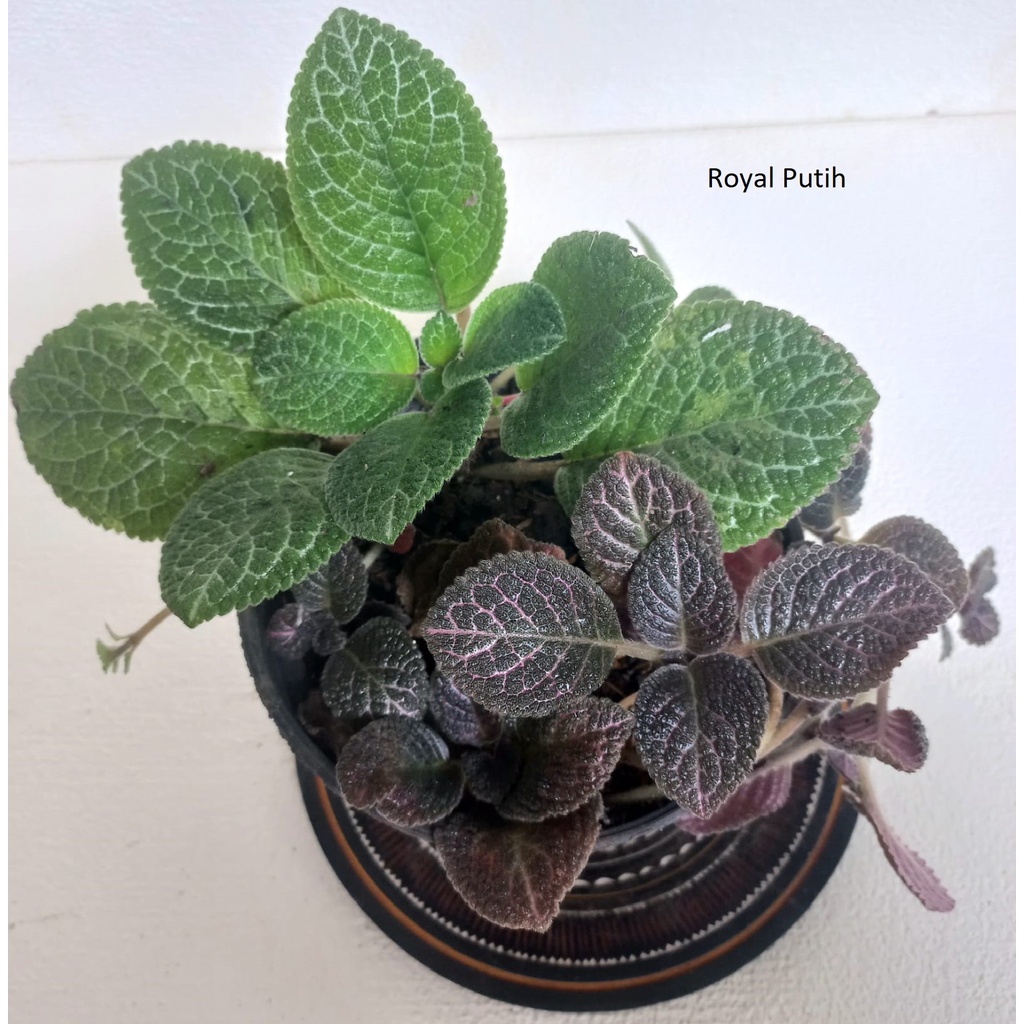 PAKET ISI 2 TANAMAN EPISCIA HIJAU & EPISCIA HITAM GARIS PINK