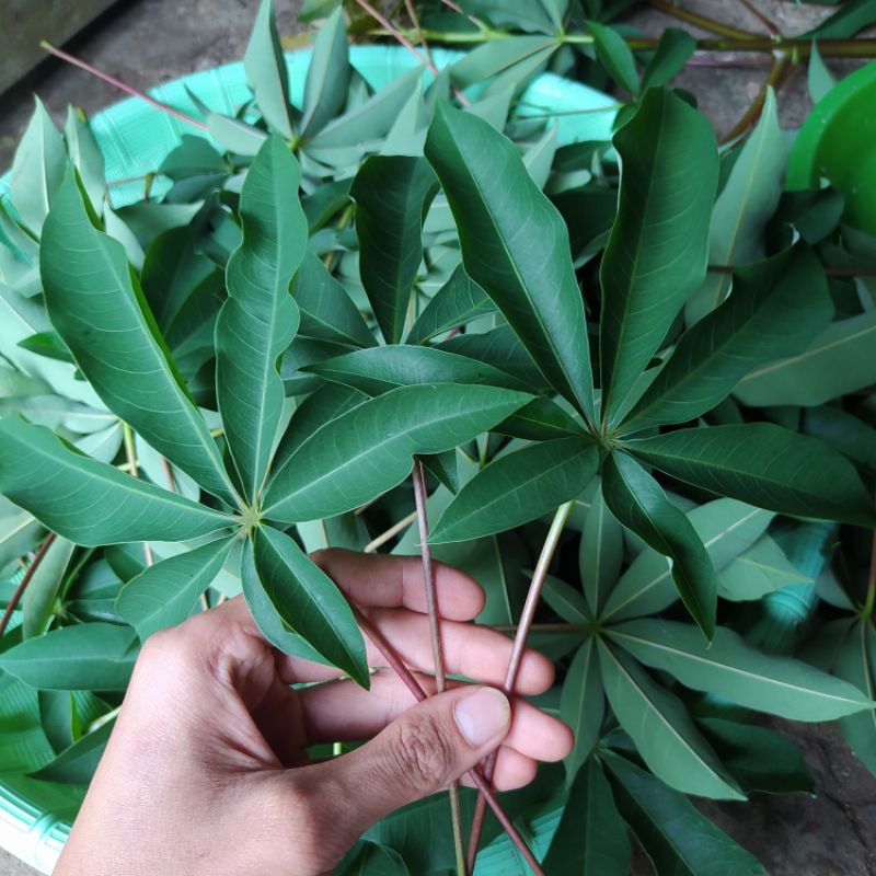 

Daun randu kapuk segar obat herbal alami obat tradisional tanpa pestisida