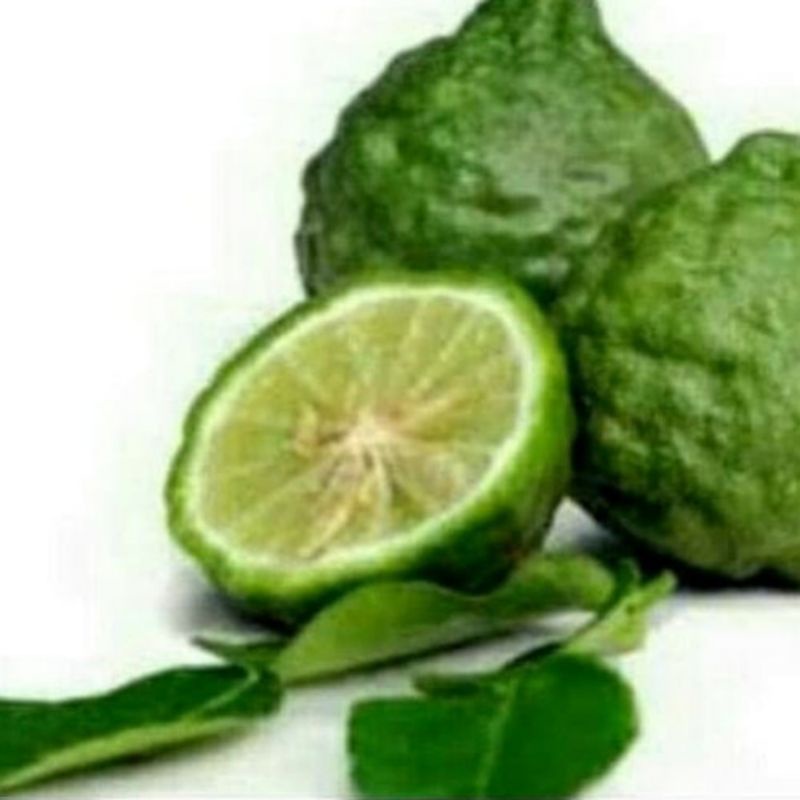 

jeruk purut sepasang murah(jantanbetina)