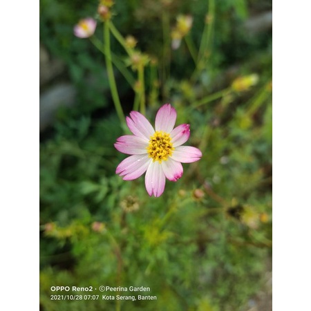 Benih Biji Daun Kenikir Benih Ulam Raja Kenikir Lalap Kenikir Sayur