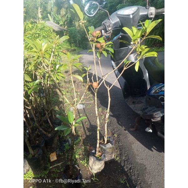 Bibit Sawo Sudah Berbunga/Berbuah