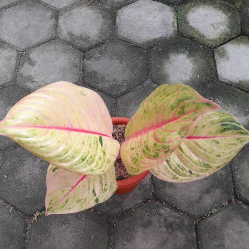 Aglaonema Esmeralda Golden Trah Bule