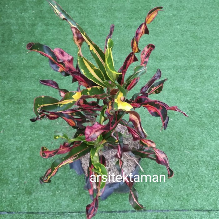 Tanaman hias puring bor merah - croton - pohon puring