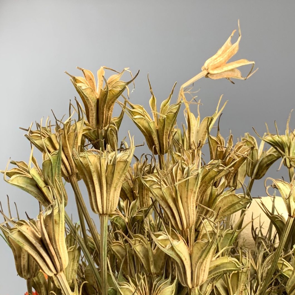 DRIED NIGELLA FLOWER