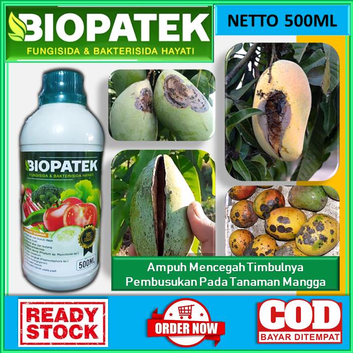 OBAT BUSUK MANGGA - ampuh mengatasi pembusukan pada tanaman mangga [BIOPATEK 500mL] Obat Cair Sempro