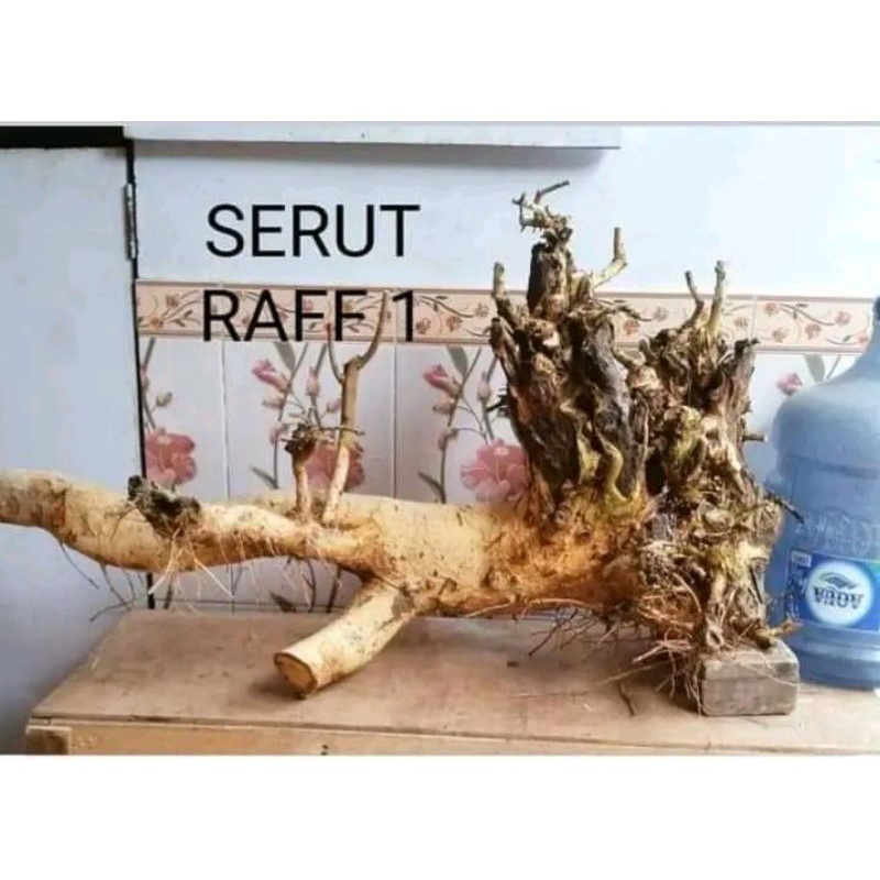 dongkelan Bonsai serut raf besar 40k