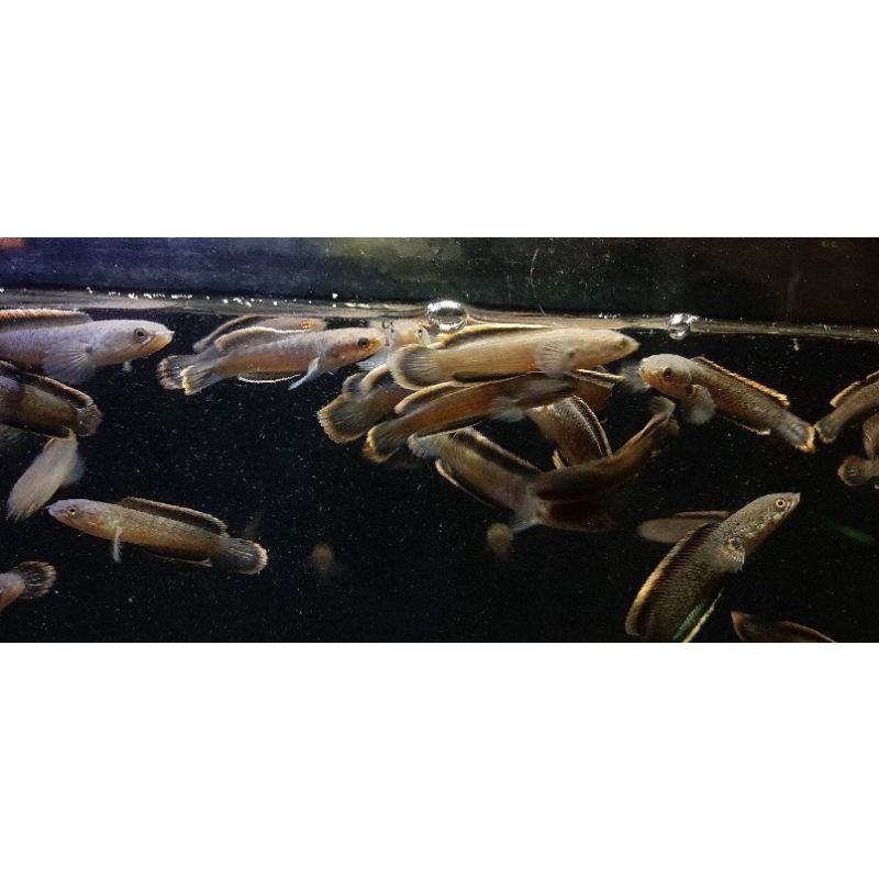 Limbata CB Rim Tebal Partai 4-6 CM Premium