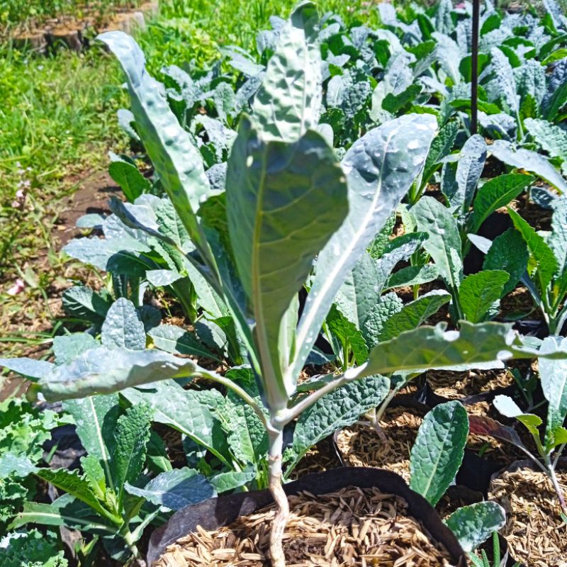 tanaman sayur kale nero paket 5 pohon kale nero