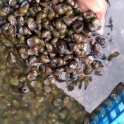 

TUTUT SAWAH MENTAH OBAT LIVER HERBAL 500 Gram