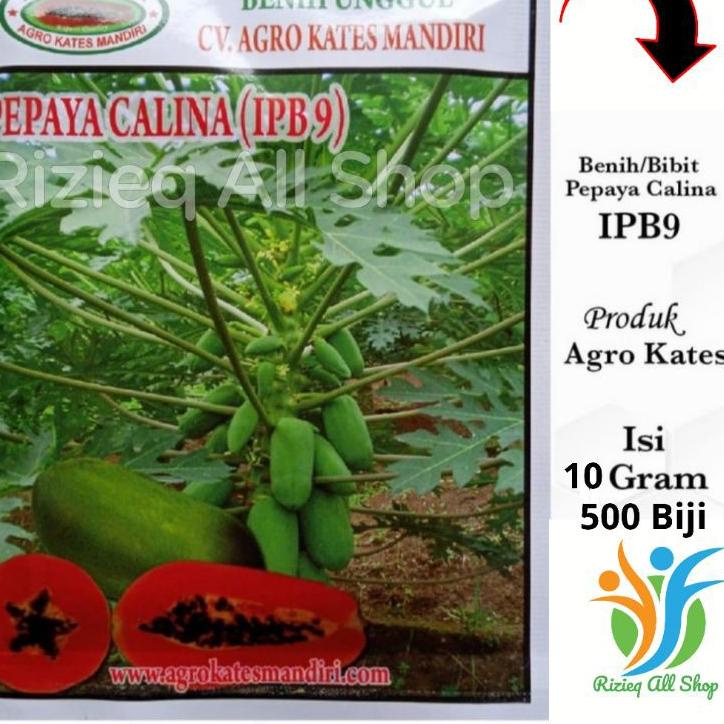 ♝ Biji Bibit Pepaya CALINA IPB-9/ CALIFORNIA isi 10Gr sekitar 500 Biji Benih Pepaya CALIFORNIA /CALI