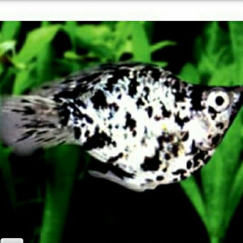 

platy murble