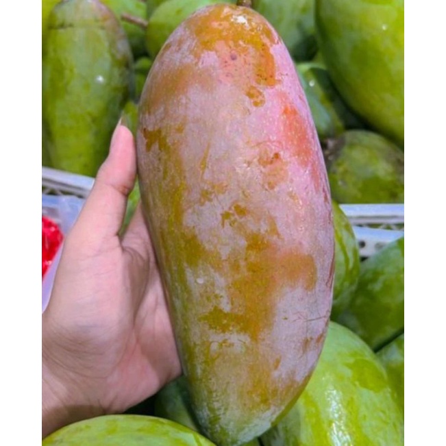

MANGGA KIOJAY THAILAND 1KG