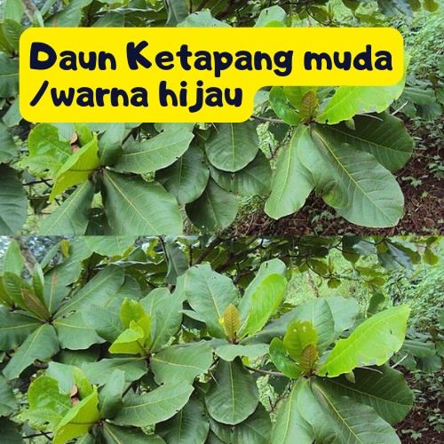 DAUN KETAPANG HIJAU PEWARNA ALAMI