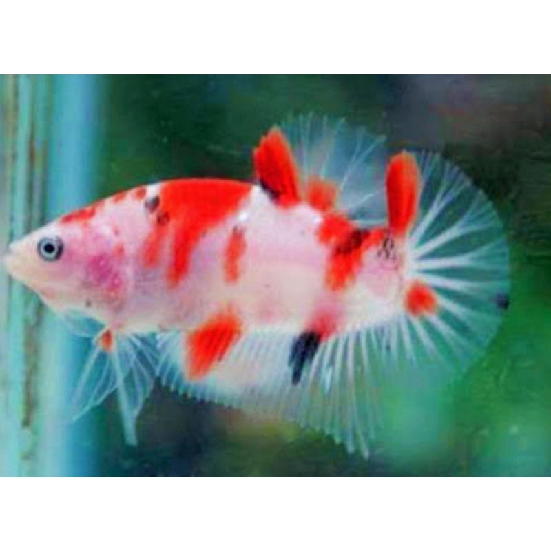 Plakat multy bahanan cowok size M