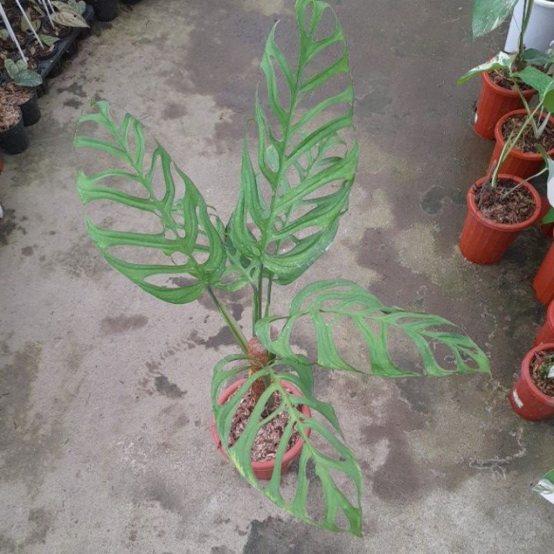 tanaman hias monstera esqueleto