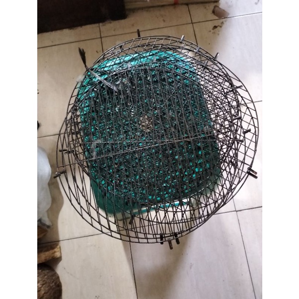 ANGSANG BESI LOVEBIRD