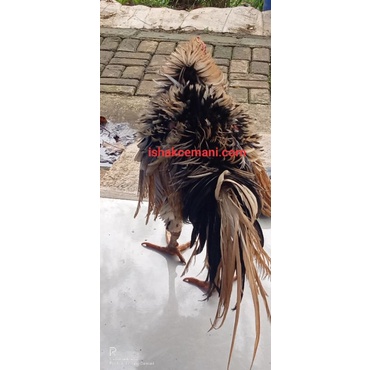 Ayam Tulak Walik Unik Super Langka Dan Istimewa  Wajib Baca Diskripsi