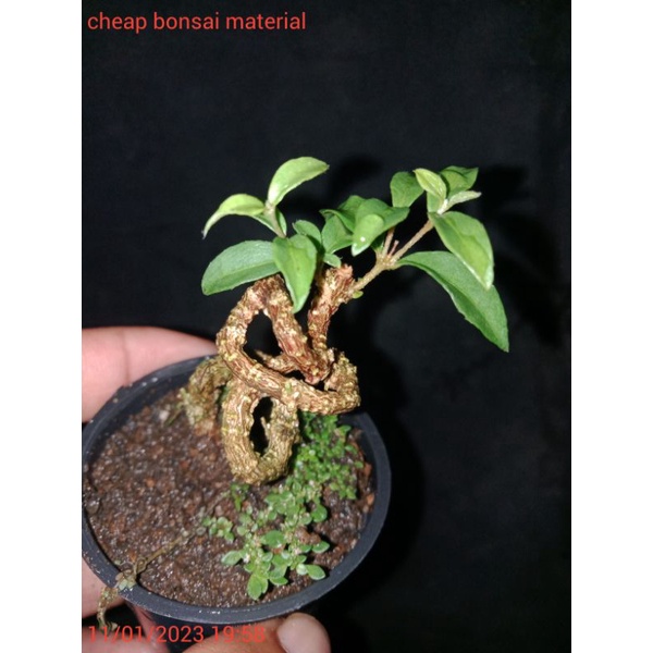 bonsai sakura mikro shito bonsai meliuk extrem bonsai jadi