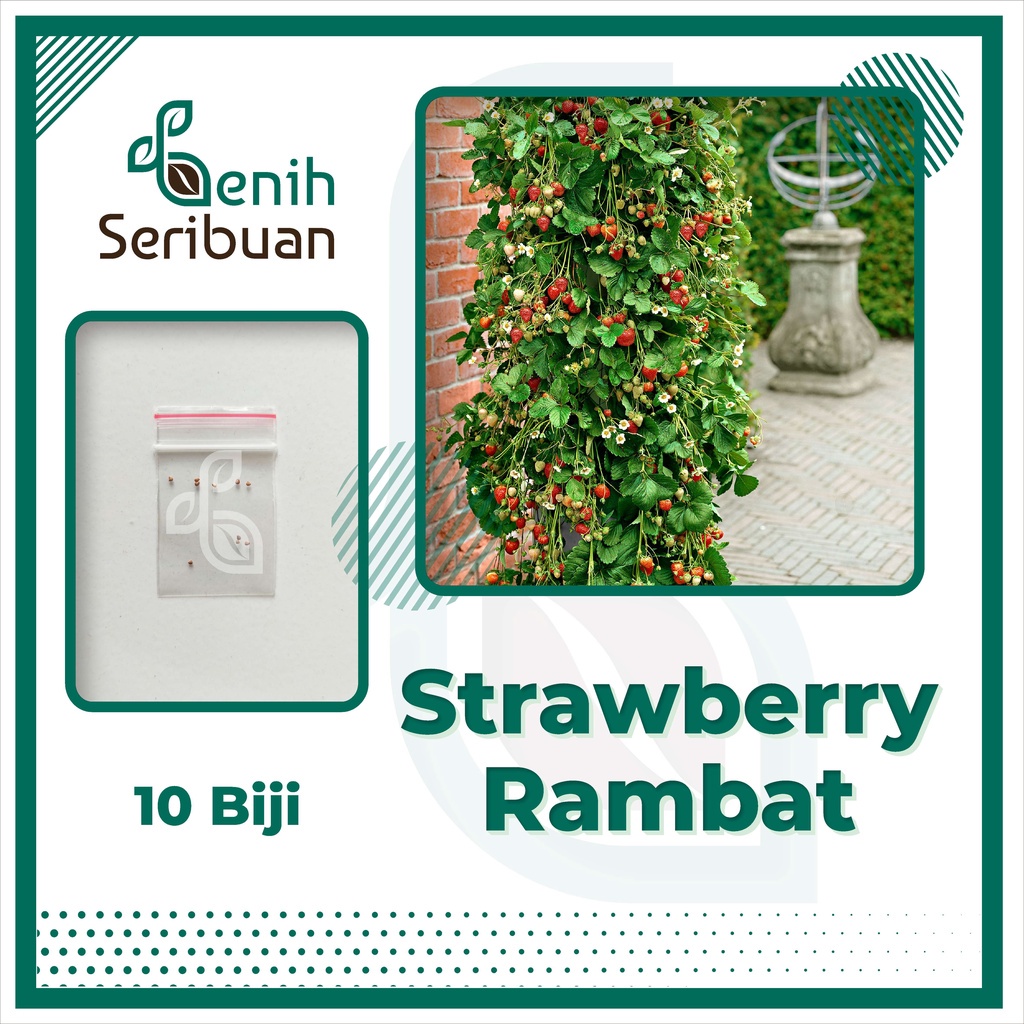 Benih Seribuan - 10 Bibit Buah Strawberry Rambat Unggul