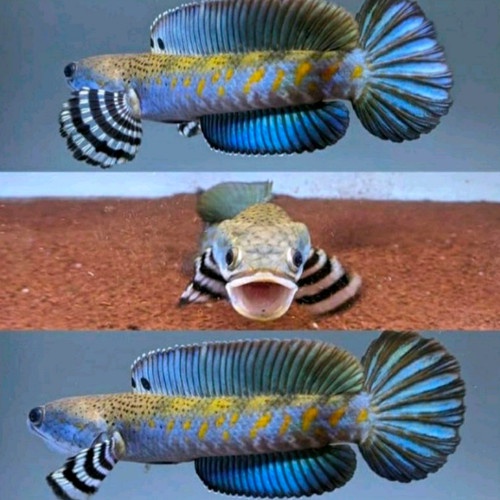 channa blue pulcra full dot full yellow spot grade A++ harga murah