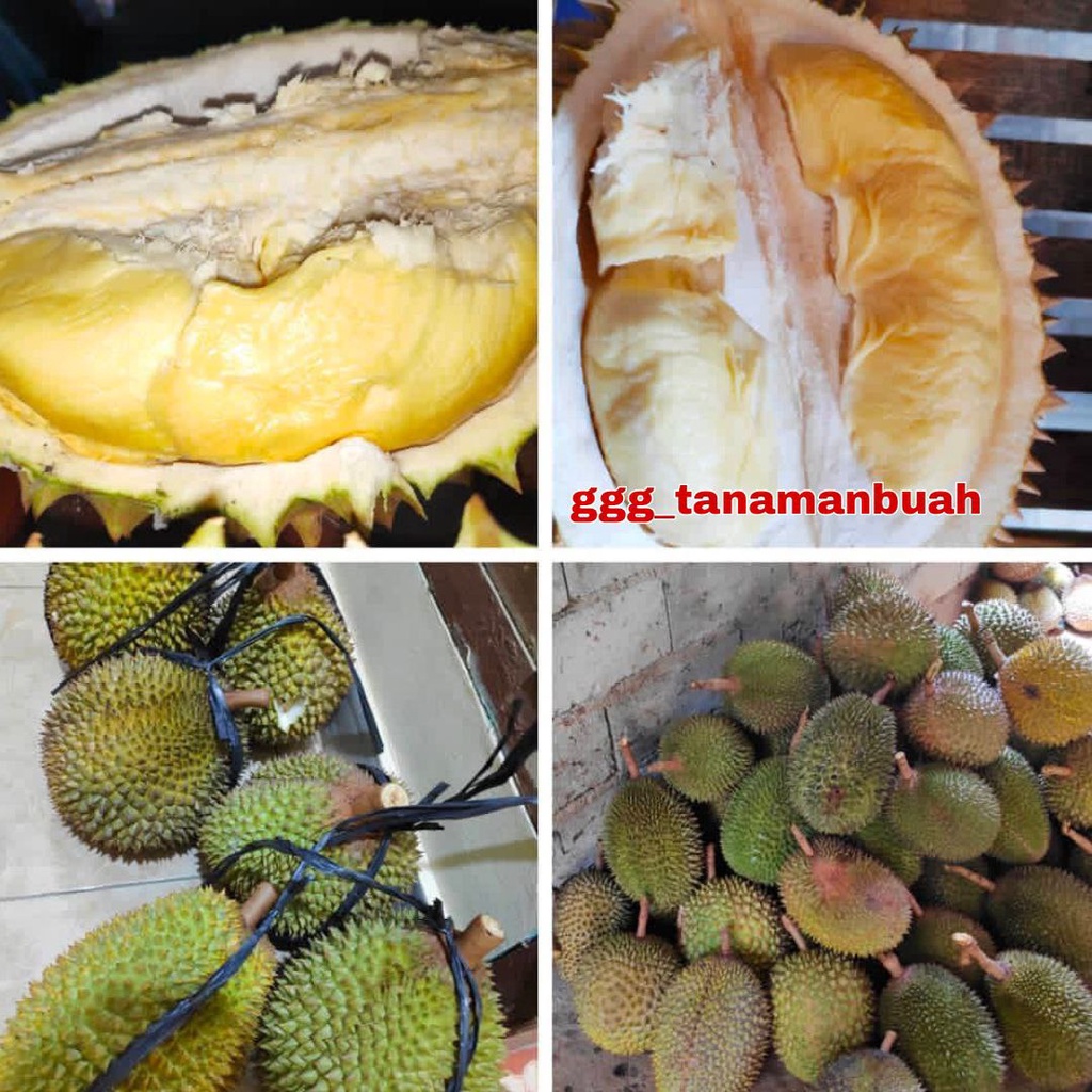 Bibit Durian Mimang Super