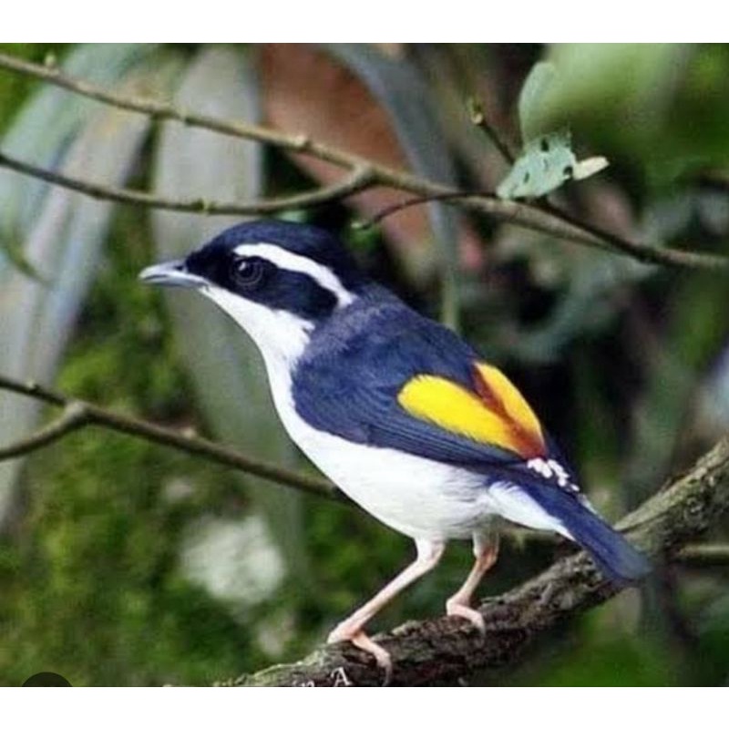 burung pentet kembang jantan