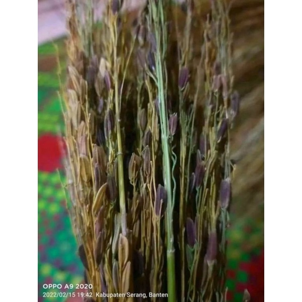 jerami ketan hitam kering