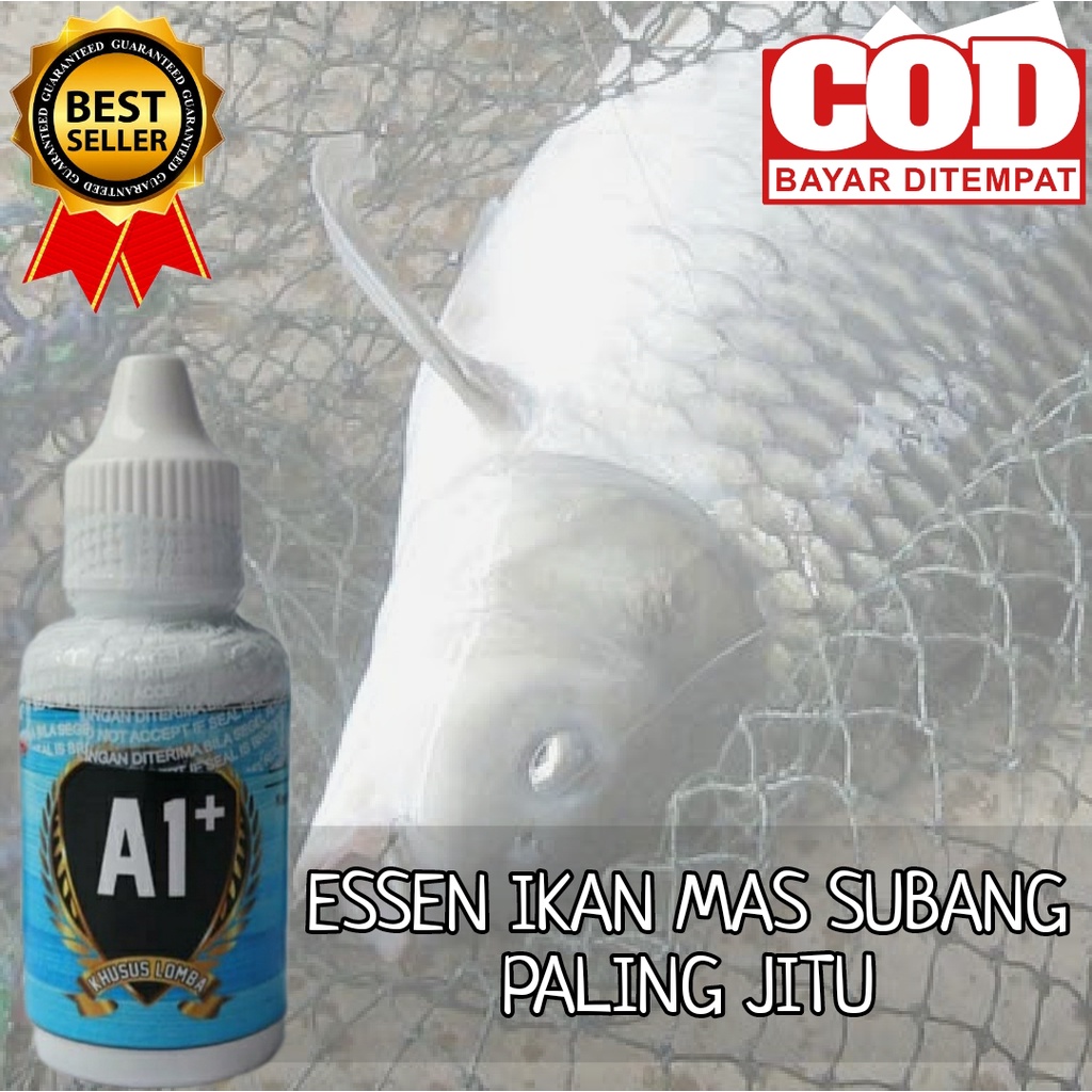 ESSEN IKAN MAS SUBANG INDUKAN PALING JITU