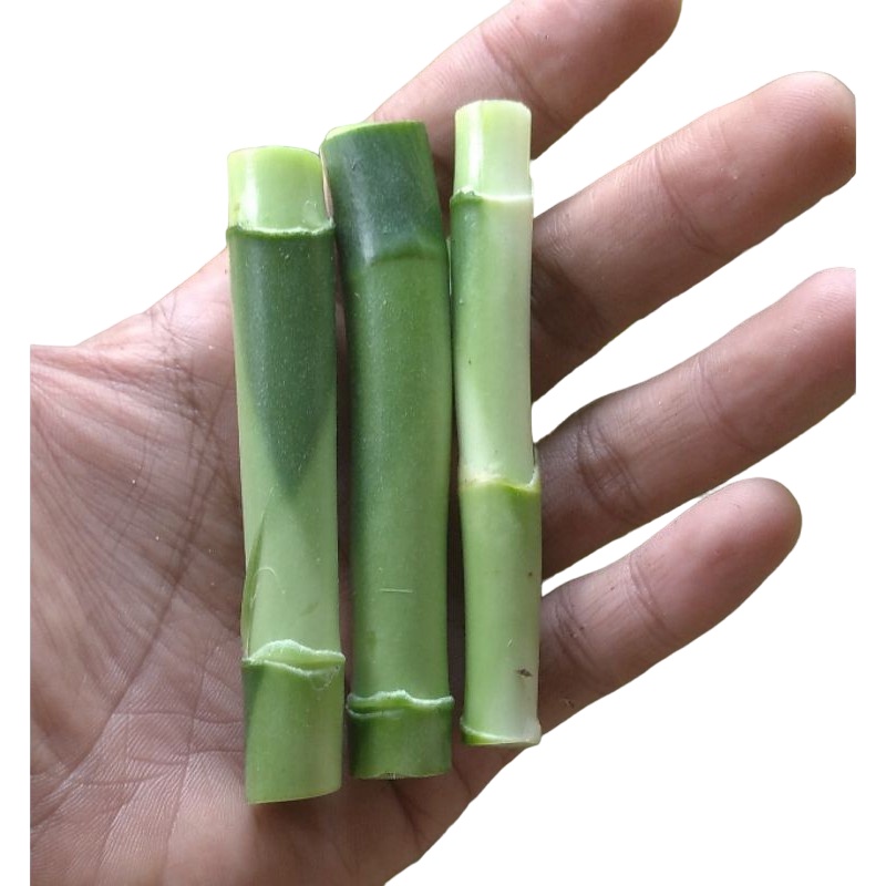 [Bisa COD] Bambu Sri Rejeki  5-8cm Perbatang | Bambu Hoki Sri Rejeki | bambu cina | Kembang Sri Reje