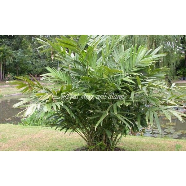 

herbal daun salak segar/obat herbal daun salak