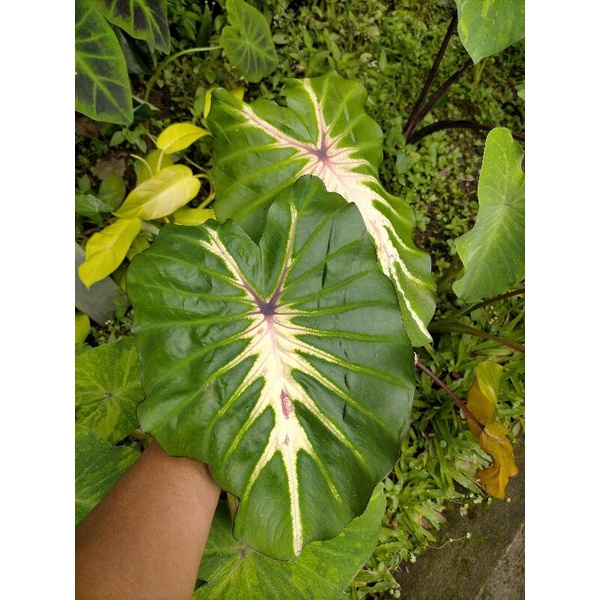 colocasia white lava