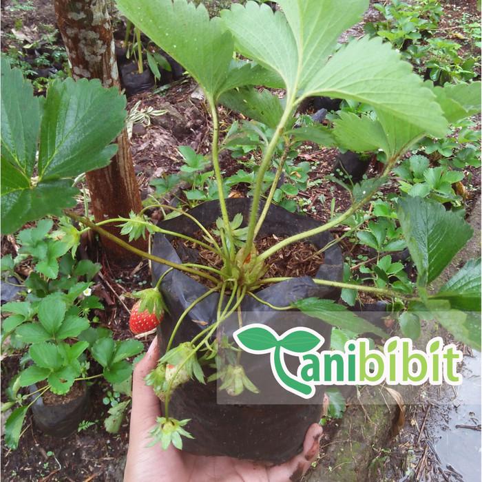 Bibit Pohon Strawberry California - Tanaman Buah Strawberry California