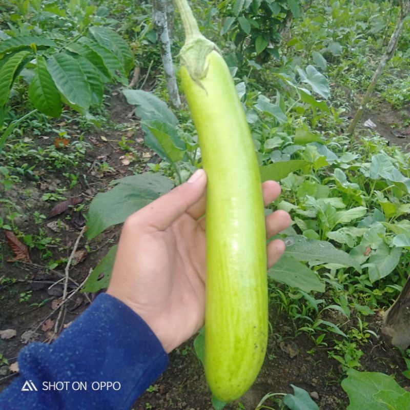 

terong fresh
