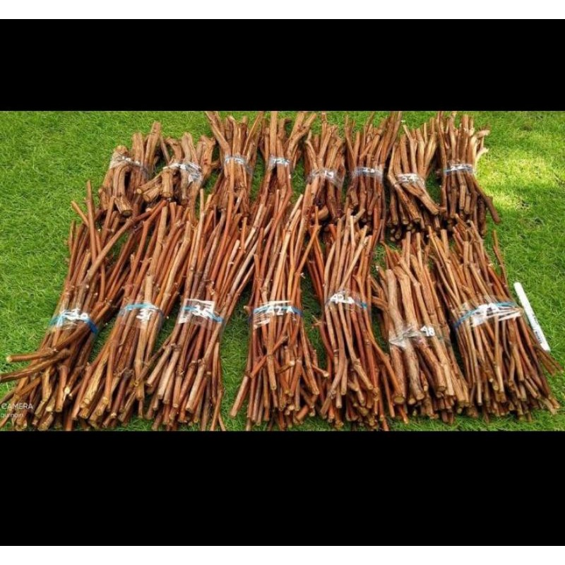 Cutting anggur import