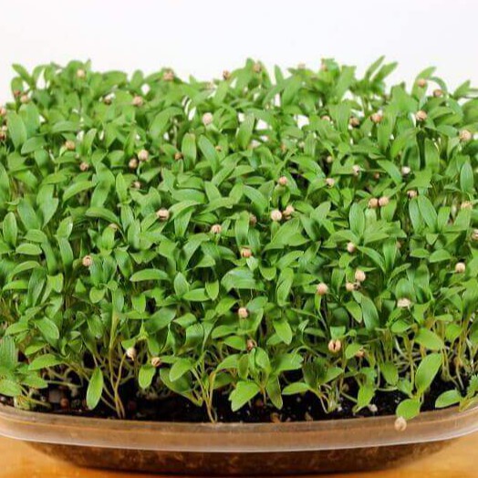 Benih Seribuan - 35 Bibit Microgreen Coriander Ketumbar Sprout Organik Unggul