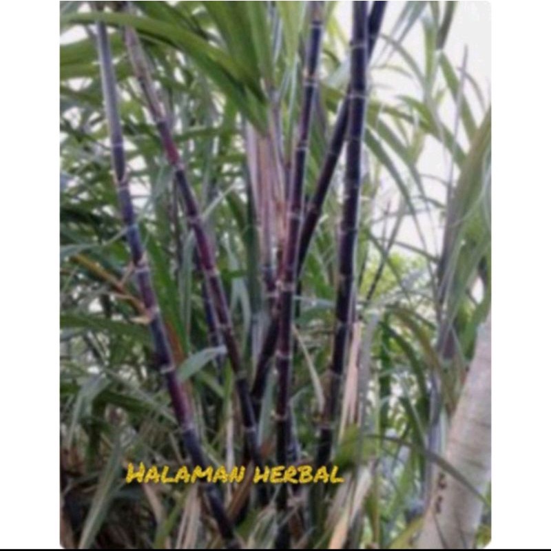 Tebu hitam tebu ireng lengkap batang daun