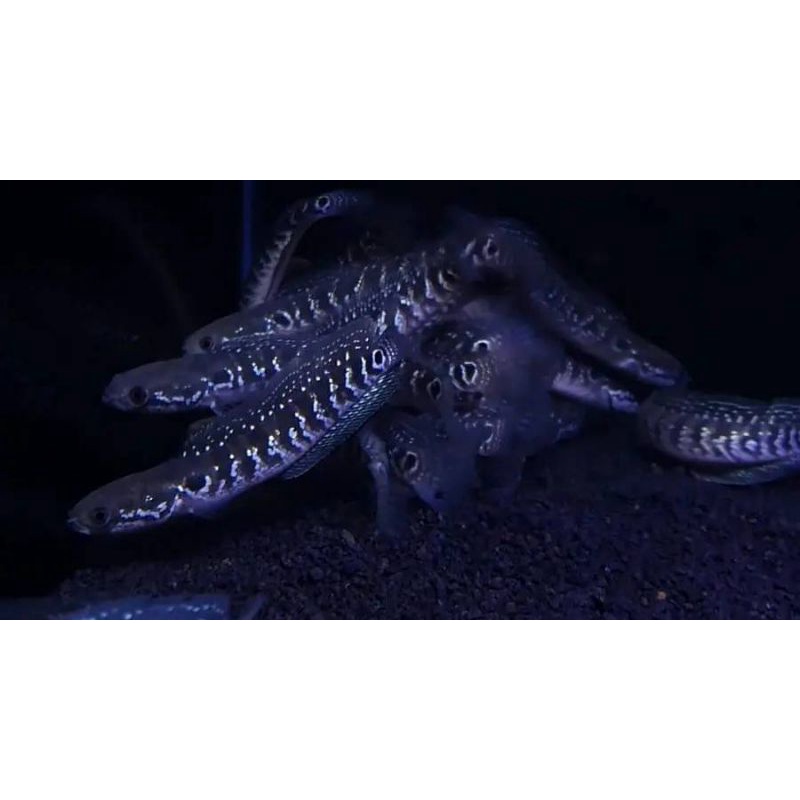 Ws pure 8 9 10 cm Gondrong genetic high fin full pelet (progresan broku)