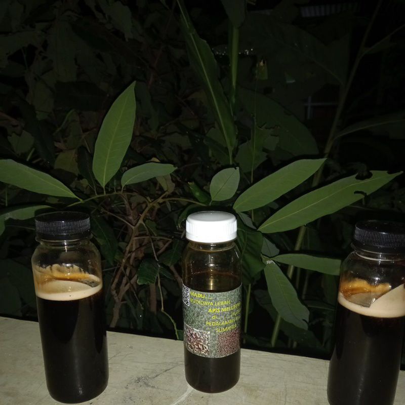 

MADU SUMATRA MULTIFORA