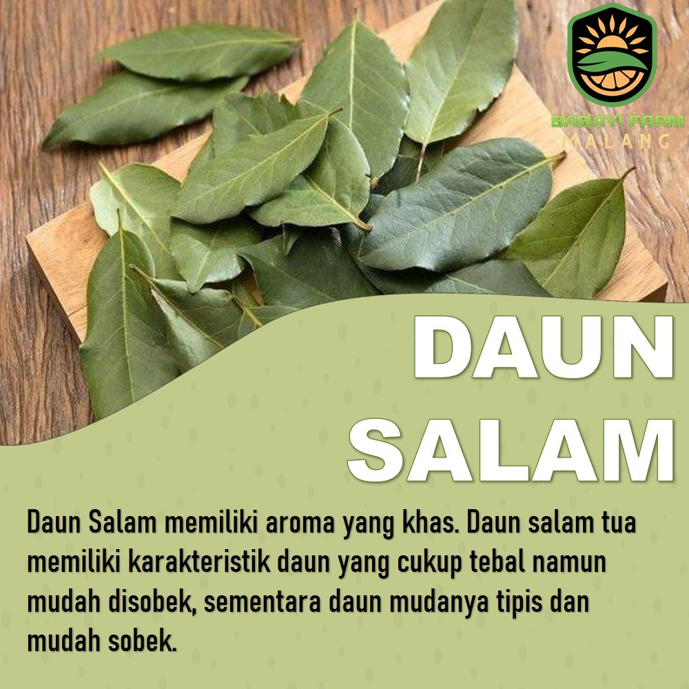 

Daun Salam 1 ikat