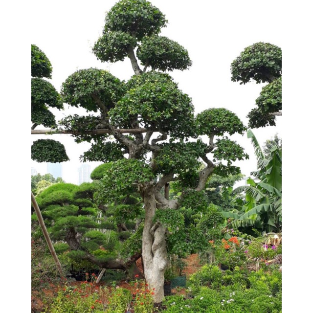 Jual BONSAI SERUT TINGGI 2 METER MEMBUAT INDAH HALAMAN RUMAH Shopee