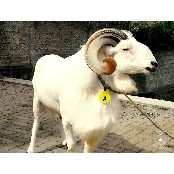 Neck Tag Kalunghewan Ternak Kambing Domba Sapi Babi Berkualitas Kualitas Terbaik