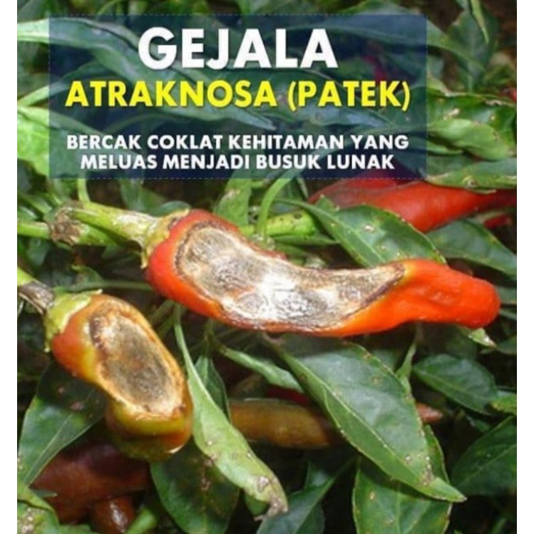 DETACIDE 60 SG Untuk Antraknosa Pathek 250 gram & 100 gram / FUNGISIDA cabai & bawang merah / obat p